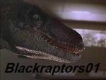 Blackraptors01 Photo